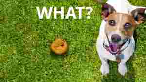 ORANGE TURD